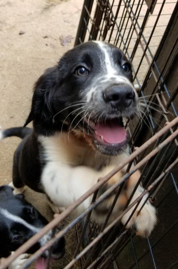 Ravioli, an adoptable Labradoodle in Greensboro, GA, 30642 | Photo Image 6