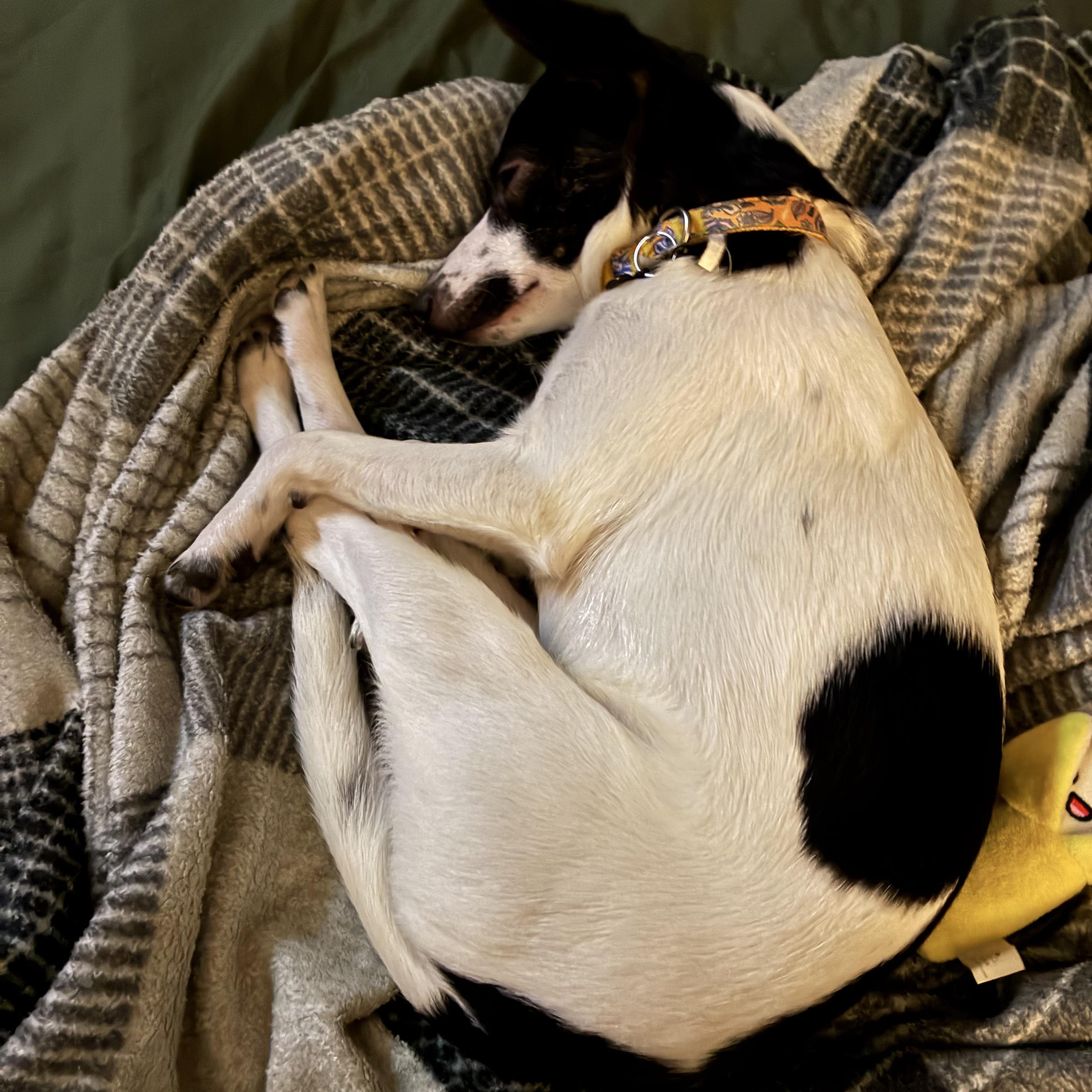 Enlarge Cassie, a Adoptable mixed breed in West Valley, UT image 3/5