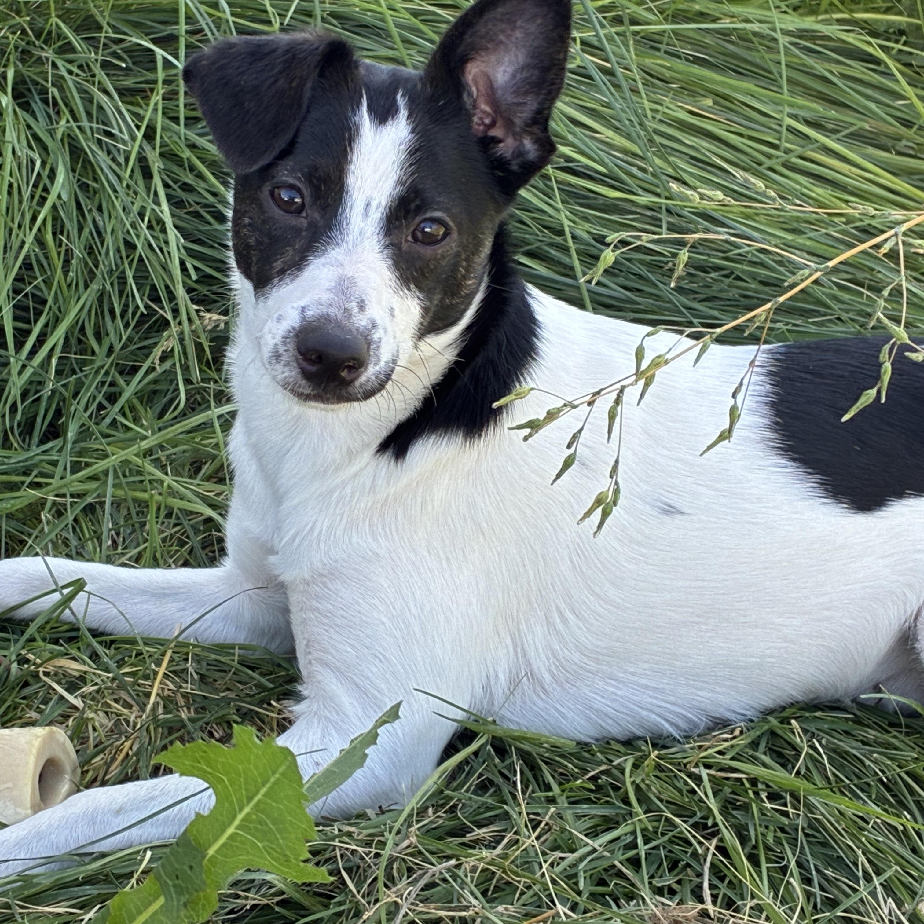 Enlarge Cassie, a Adoptable mixed breed in West Valley, UT image 1/5
