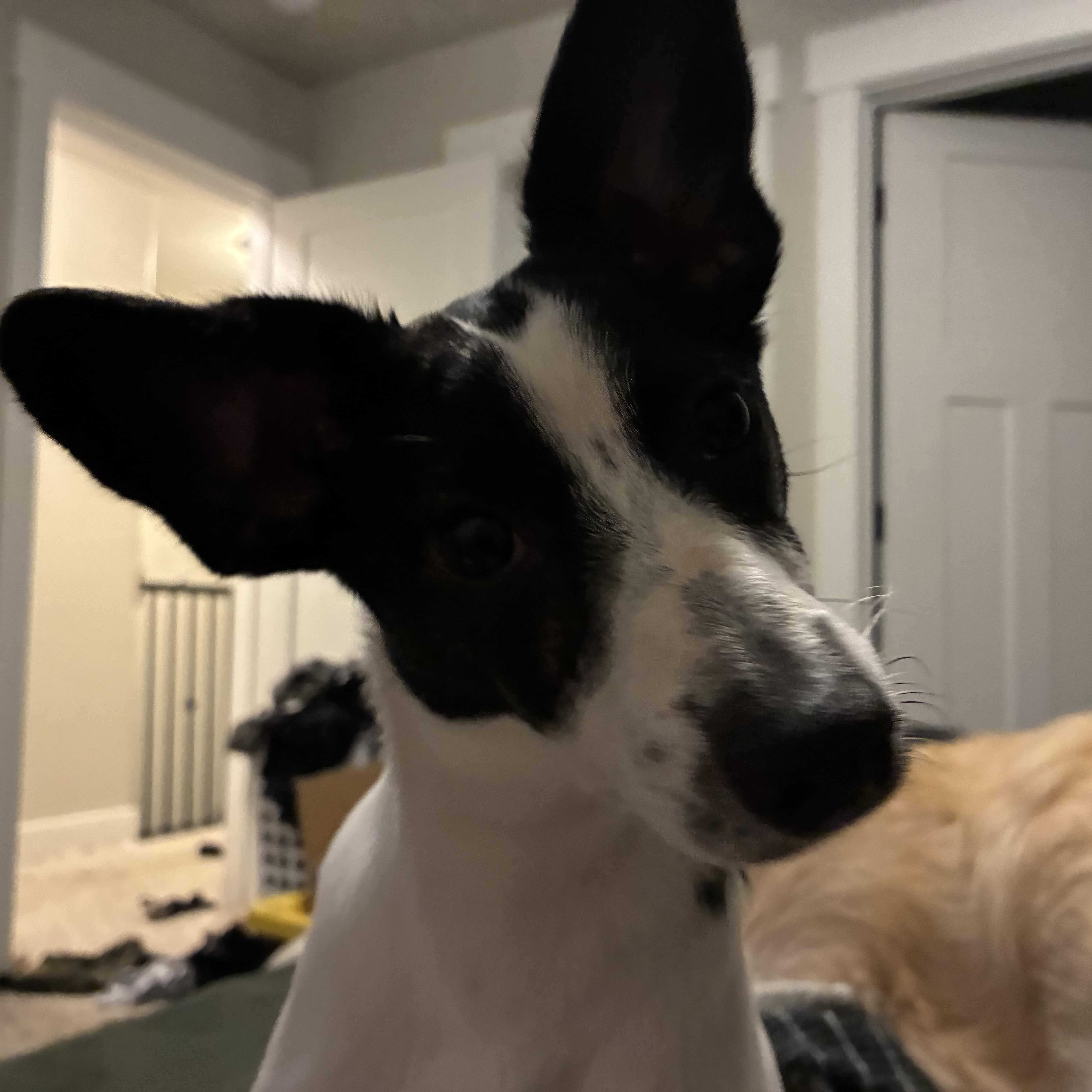 Enlarge Cassie, a Adoptable mixed breed in West Valley, UT image 2/5