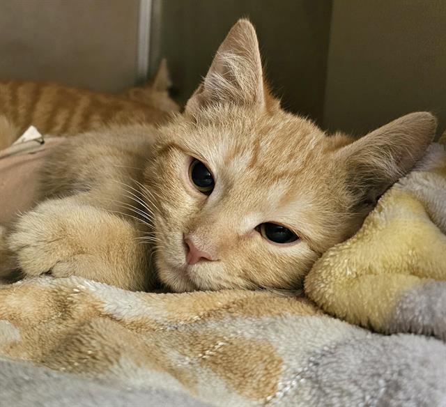 SCOTCH, Adoptable, Kitten Female Domestic Short Hair.