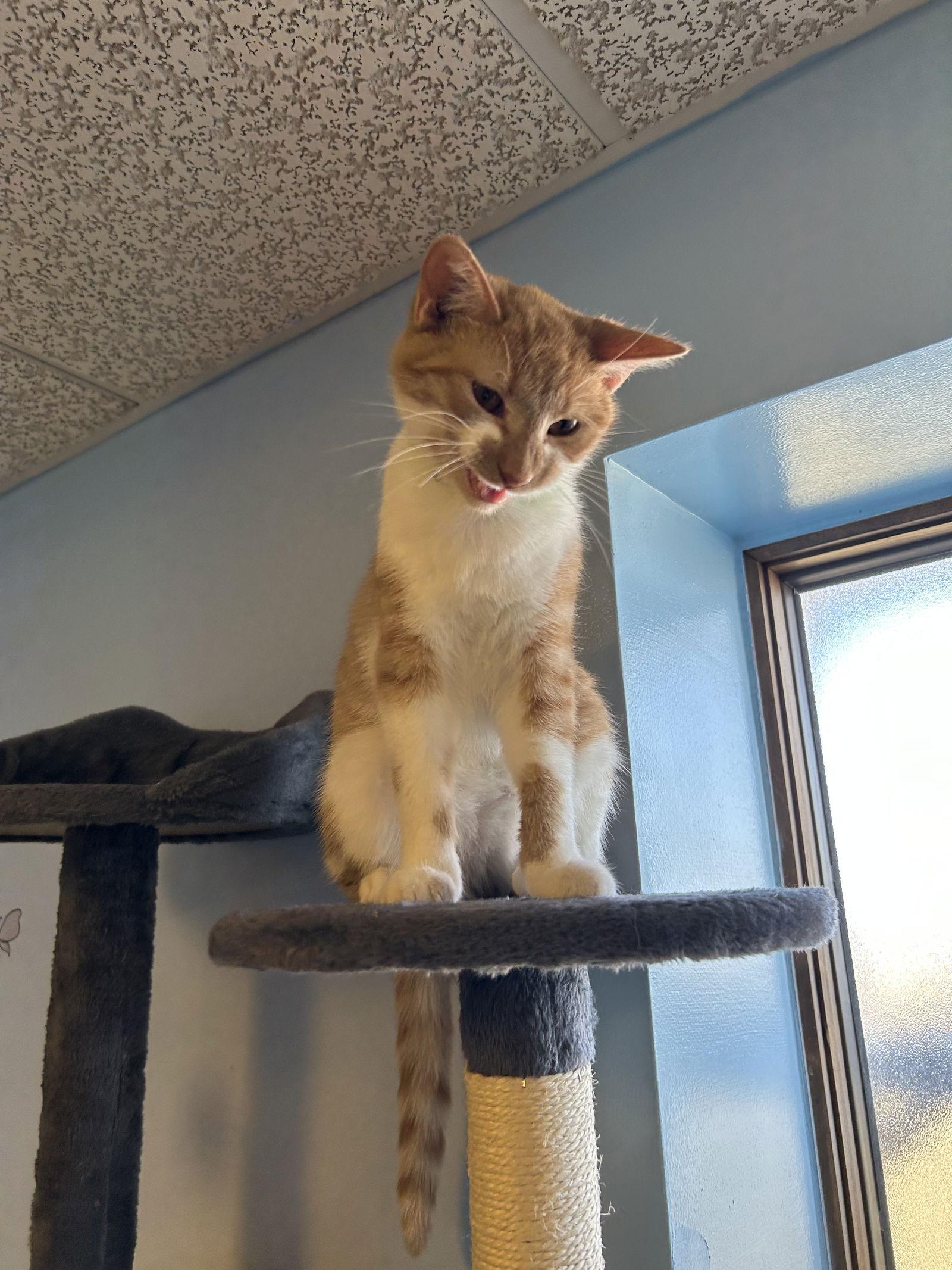 JoJo, Adoptable, Young Female Domestic Short Hair.