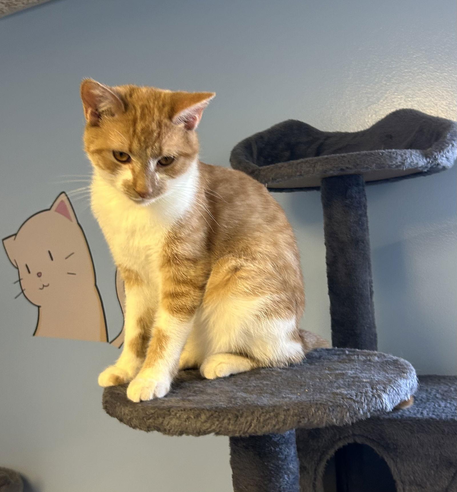 JoJo, a Adoptable Domestic Short Hair in Steeleville, IL image 2/2