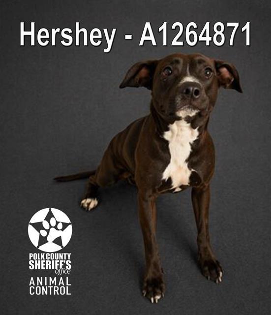 HERSHEY, Adoptable, Young Female American Bulldog & Mixed Breed.