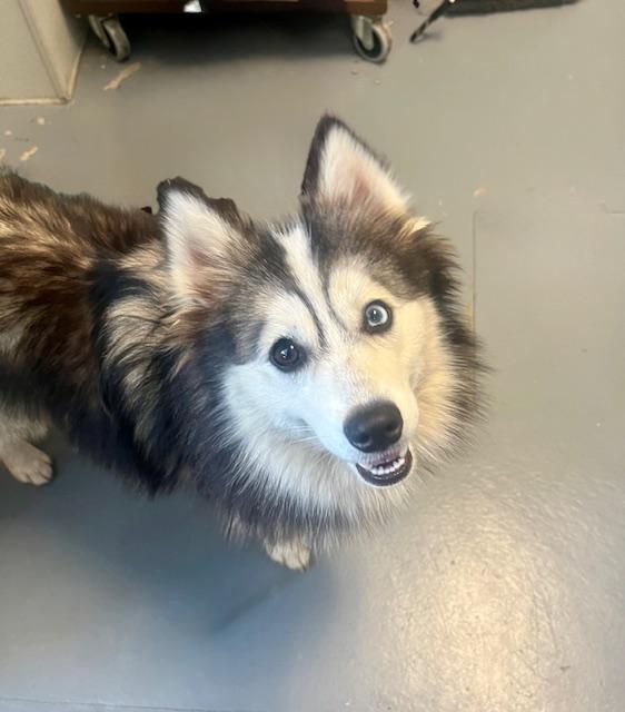 Heart, an adoptable Pomsky in Winter Haven, FL, 33881 | Photo Image 1