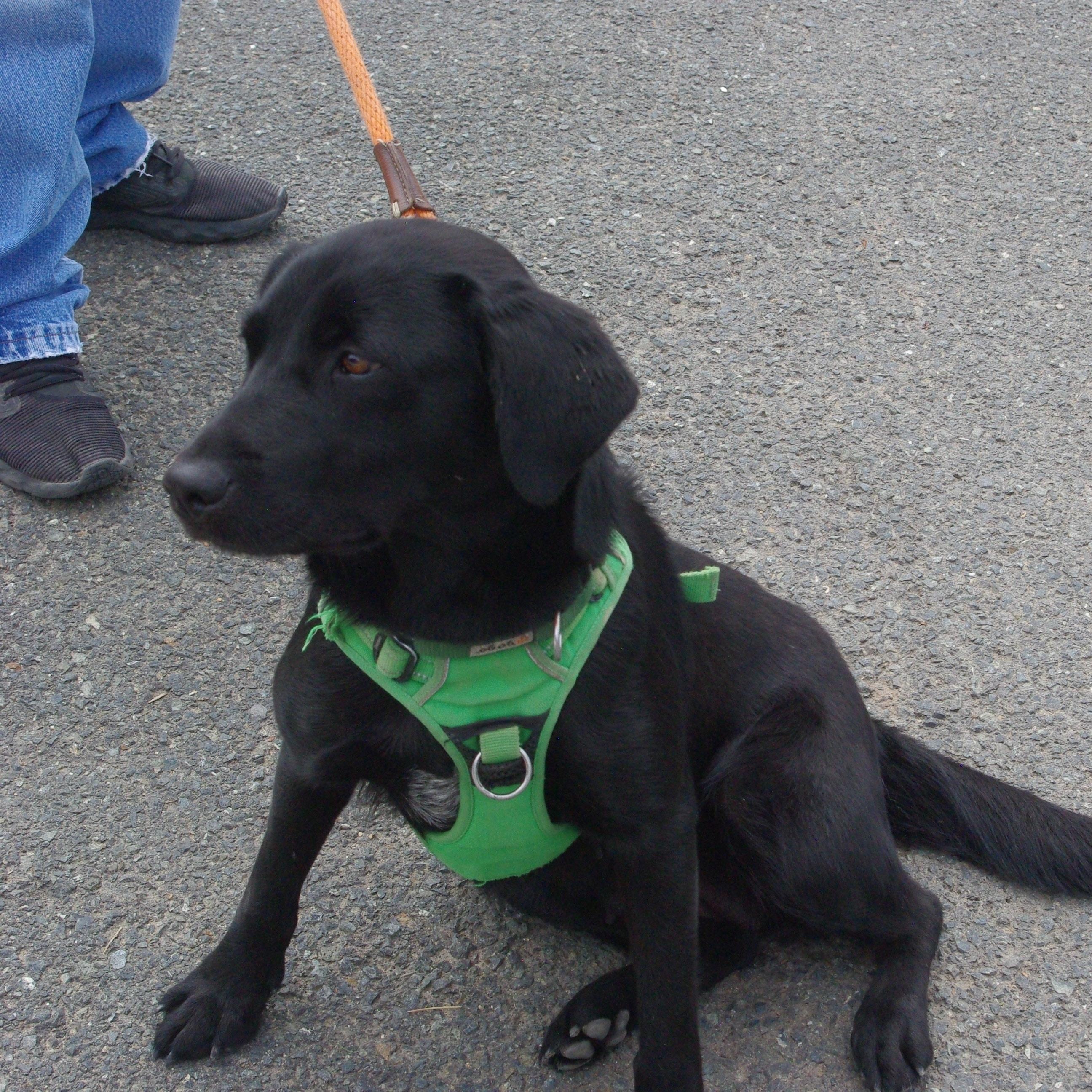 Enlarge April, a Adopted Black Labrador Retriever in Baker City, OR image 2/3