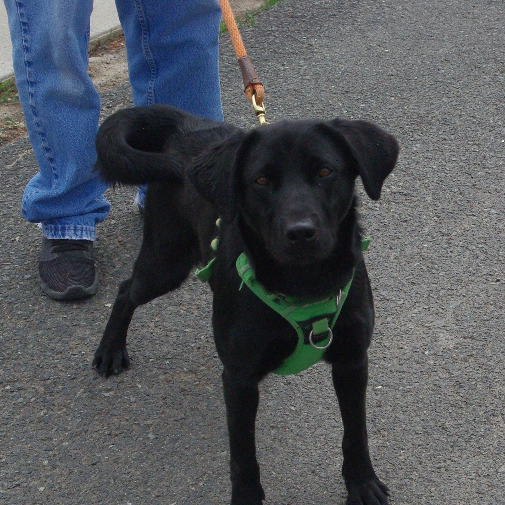 April, Adopted, Young Female Black Labrador Retriever.