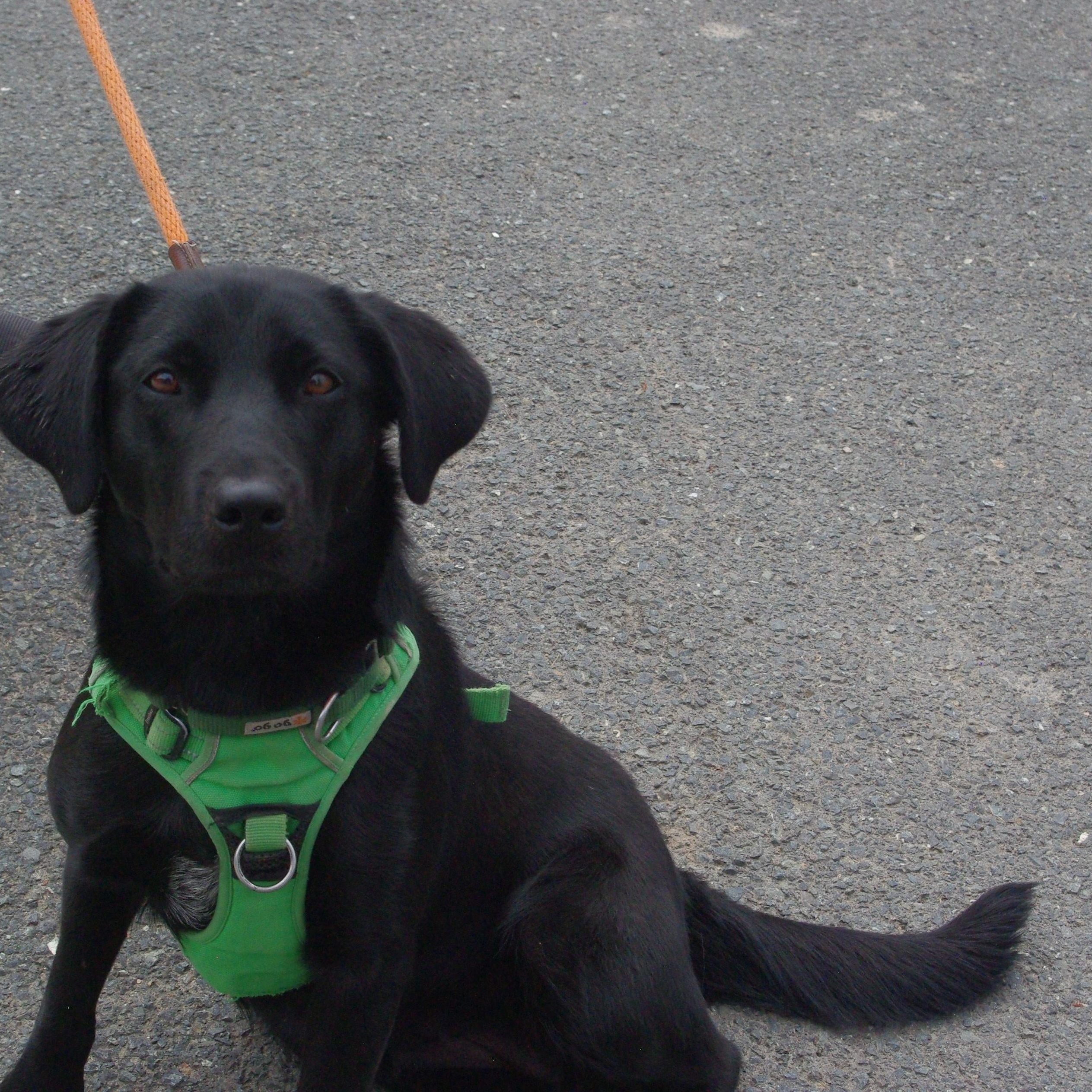Enlarge April, a Adopted Black Labrador Retriever in Baker City, OR image 3/3