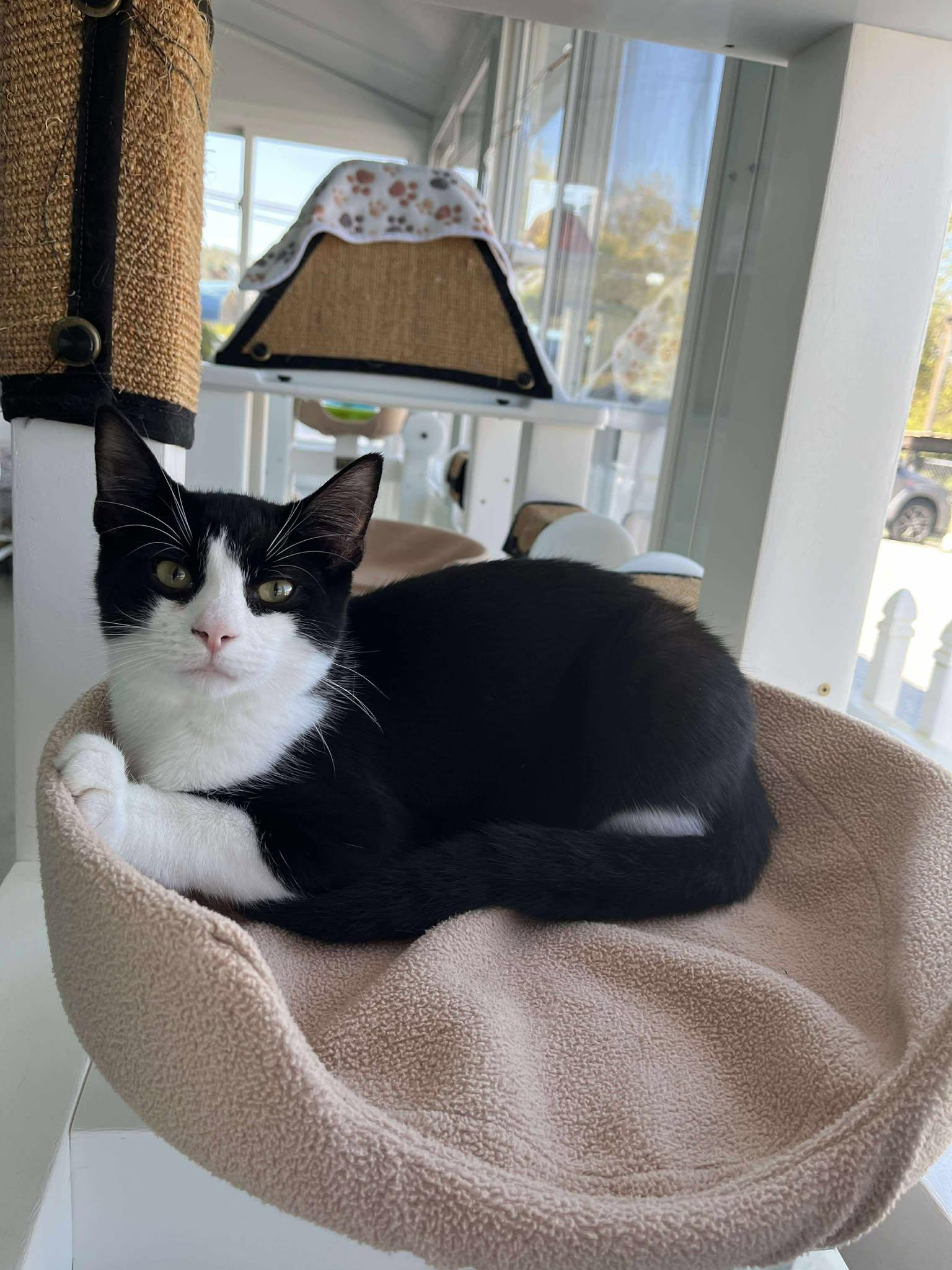 Enlarge Sparks, a Adopted Domestic Short Hair in Moundsville, WV image 1/1