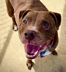 BEAST, adoptable, Senior Male Mixed Breed.