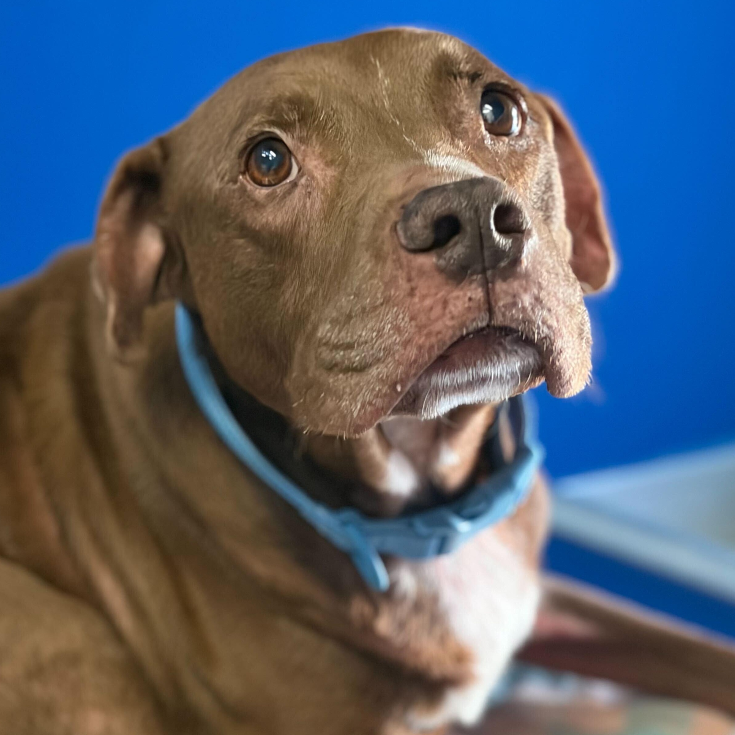 BEAST, an adoptable Mixed Breed in Fernandina Beach, FL image 3/3