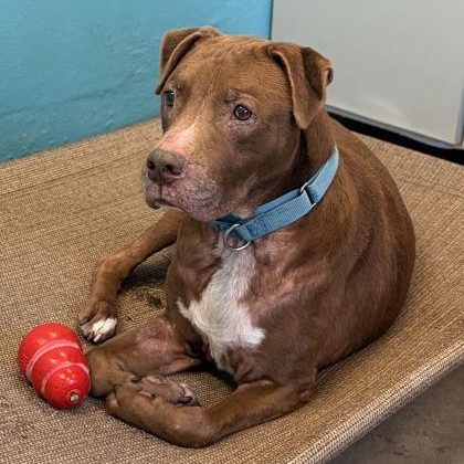 BEAST, an adoptable Mixed Breed in Fernandina Beach, FL image 2/3