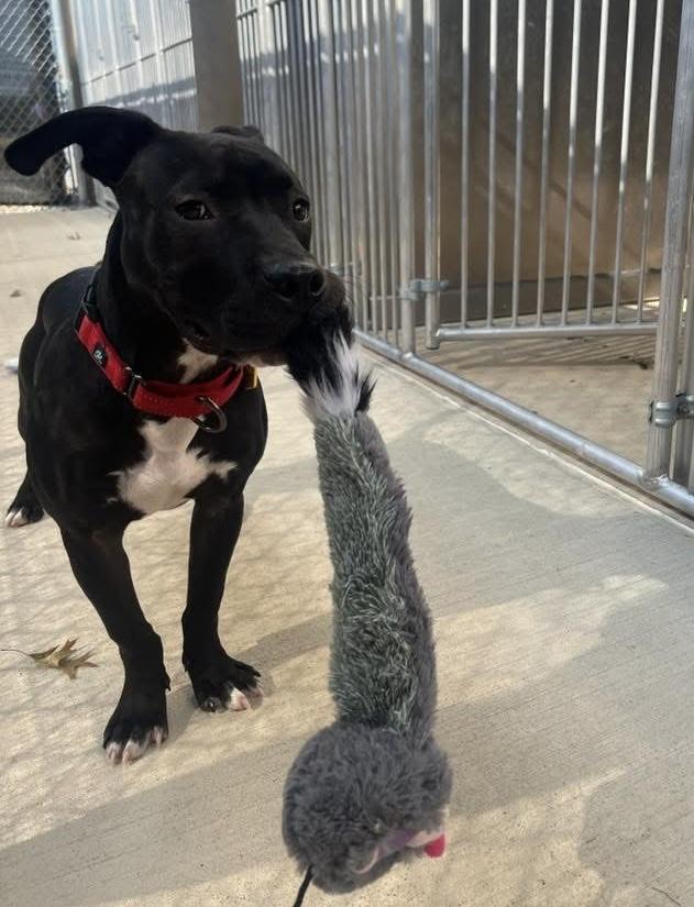 Enlarge Twister, a Adoptable mixed breed in Ashland, OH image 1/1