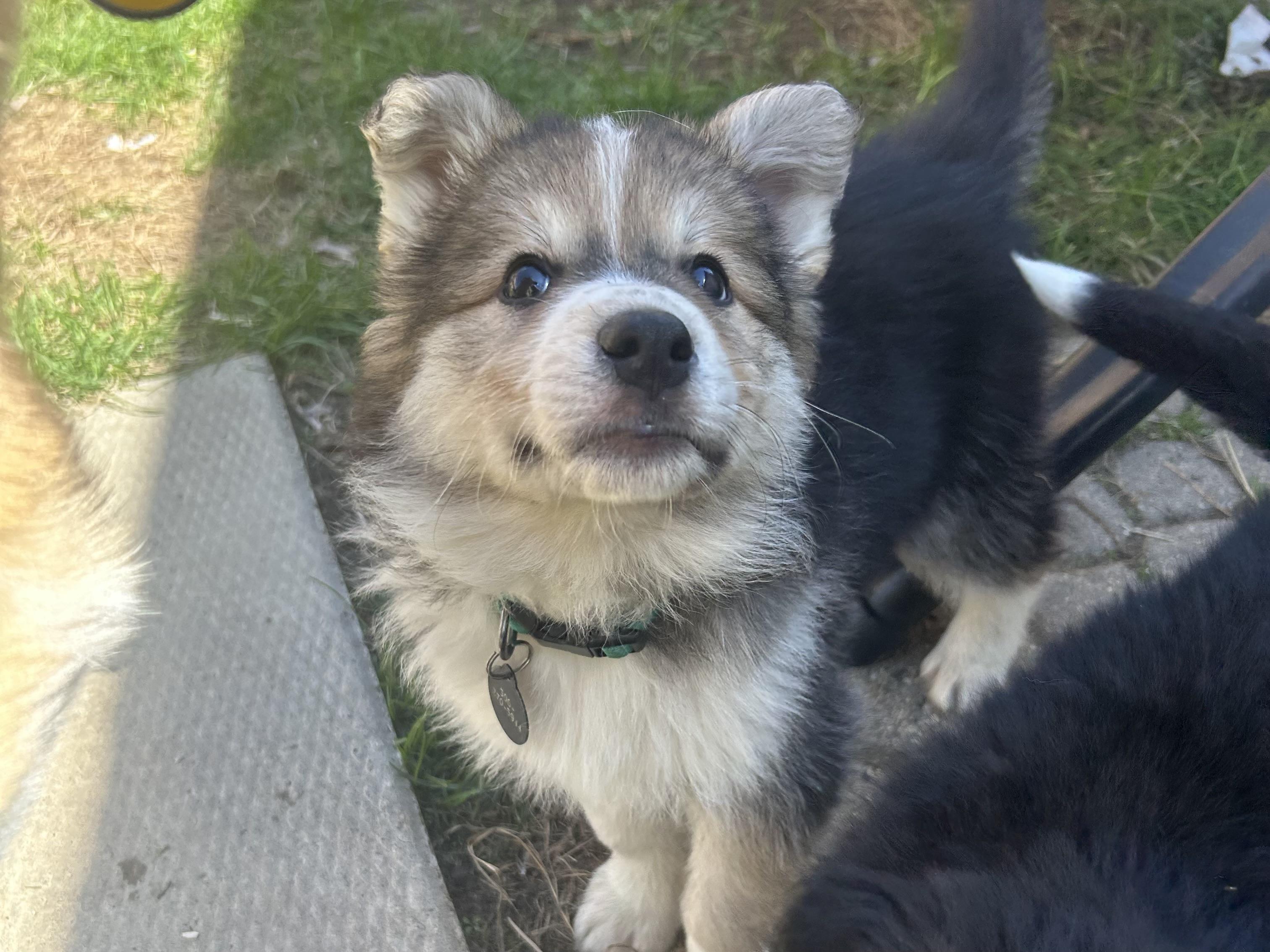 Enlarge Bacon, a Adoptable mixed breed in Saskatoon, SK image 1/6
