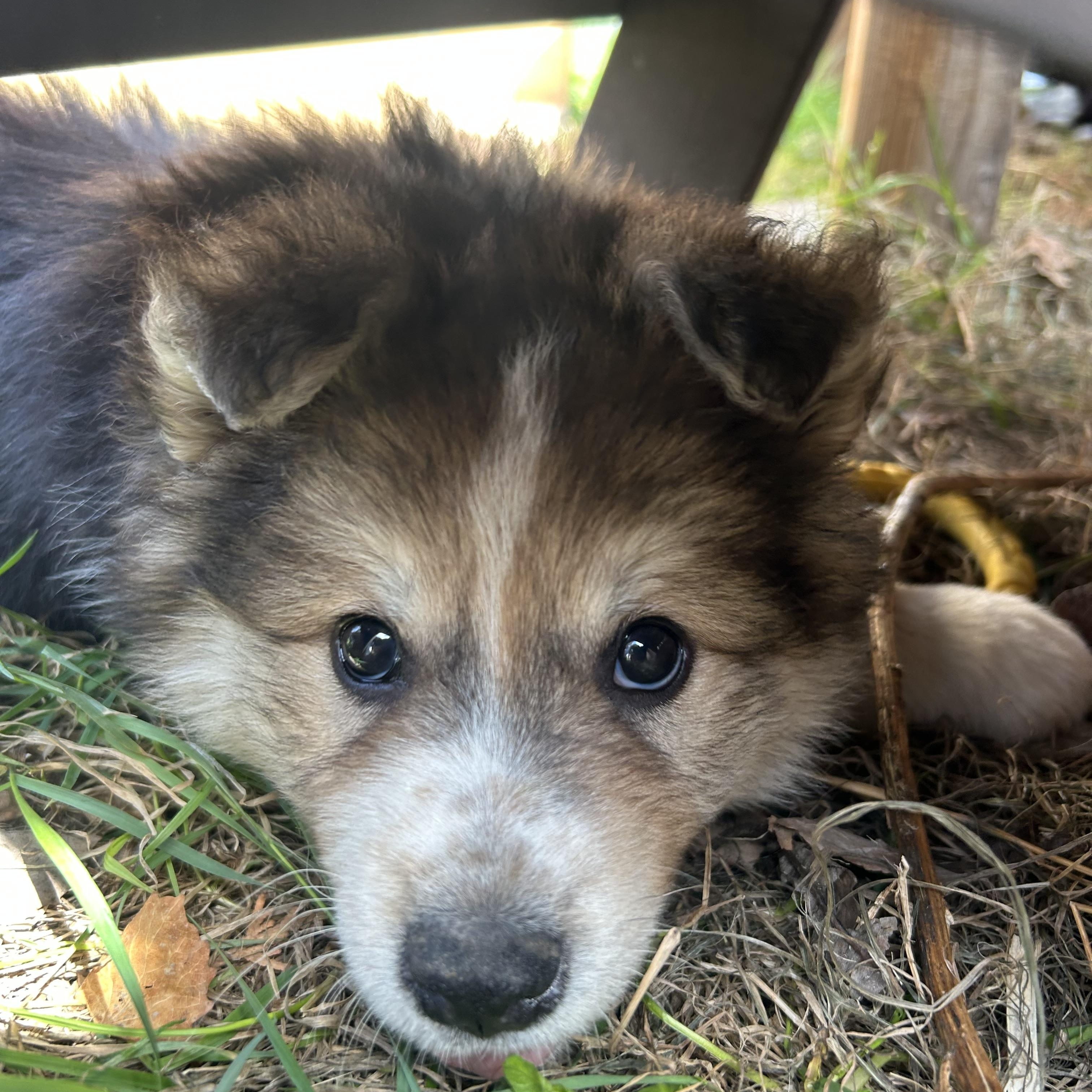 Enlarge Bacon, a Adoptable mixed breed in Saskatoon, SK image 5/6
