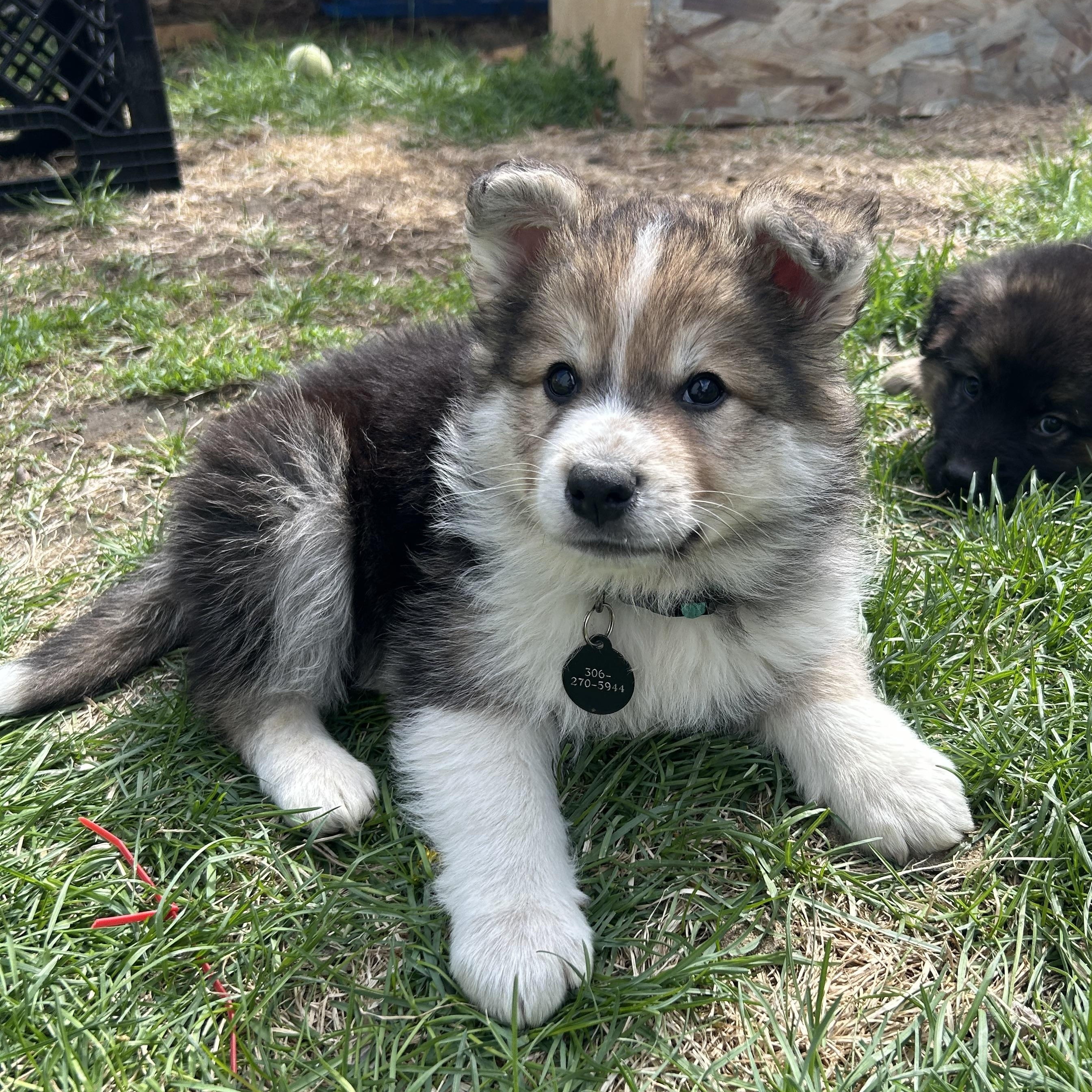 Enlarge Bacon, a Adoptable mixed breed in Saskatoon, SK image 4/6