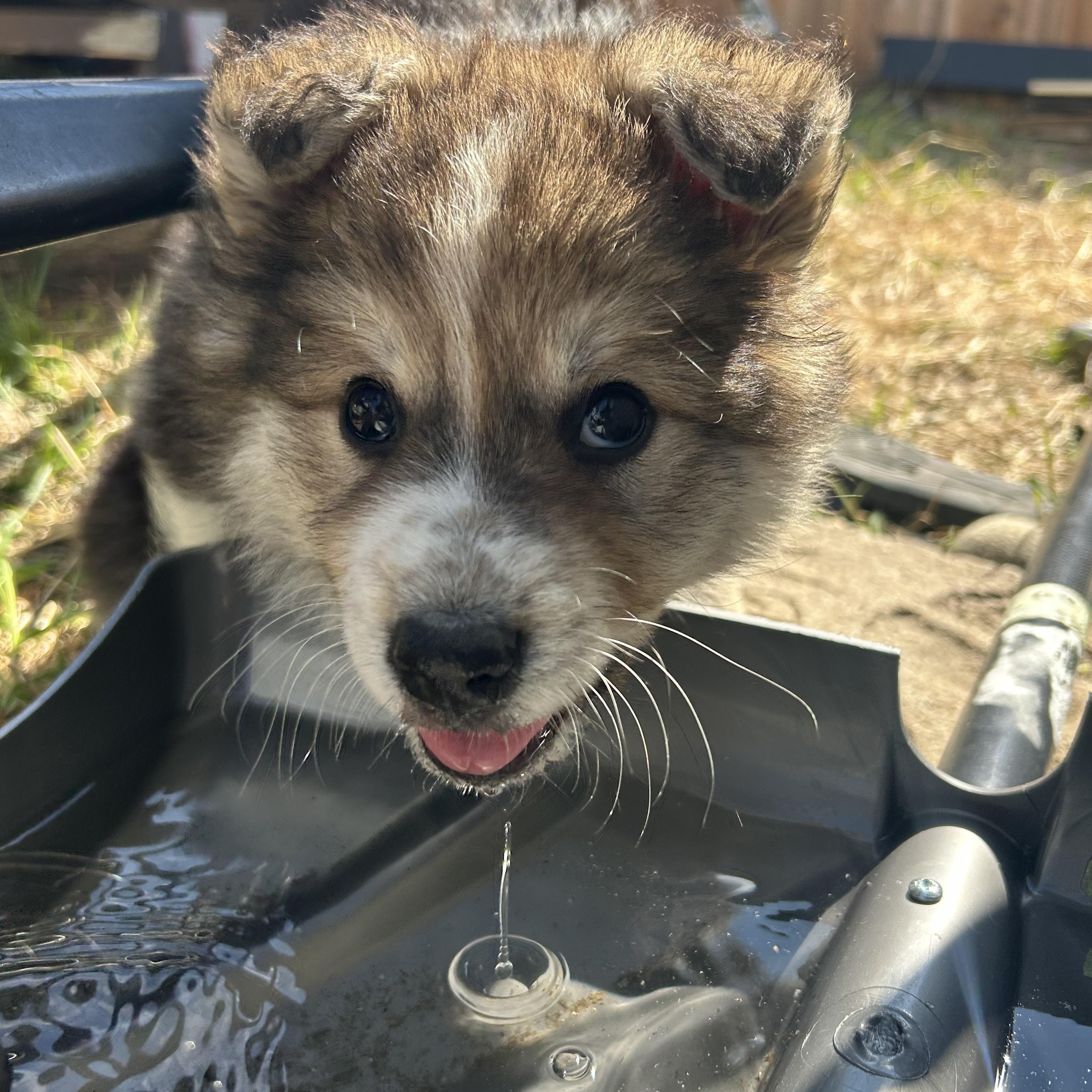 Enlarge Bacon, a Adoptable mixed breed in Saskatoon, SK image 3/6