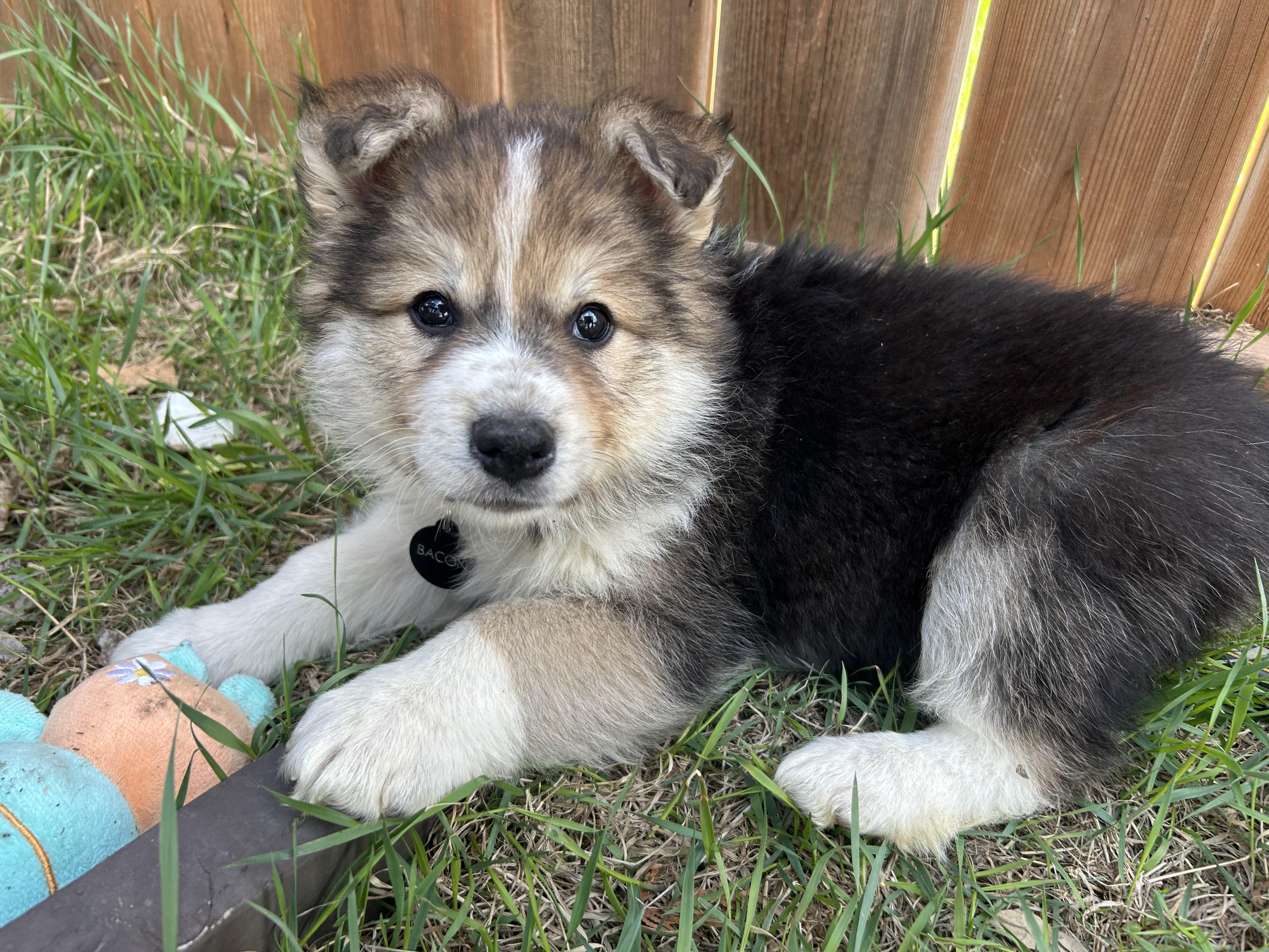 Enlarge Bacon, a Adoptable mixed breed in Saskatoon, SK image 2/6