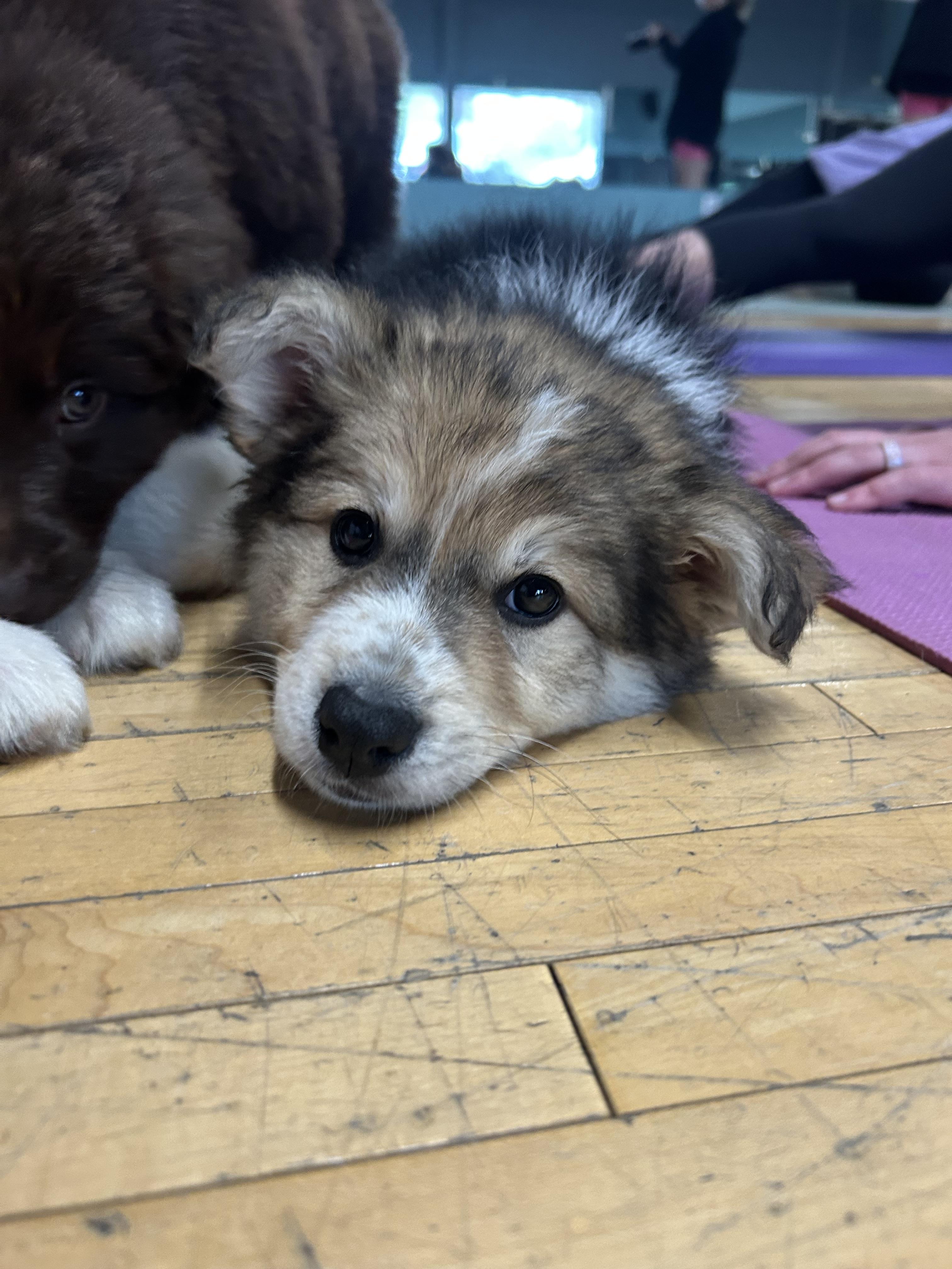 Enlarge Bacon, a Adoptable mixed breed in Saskatoon, SK image 6/6
