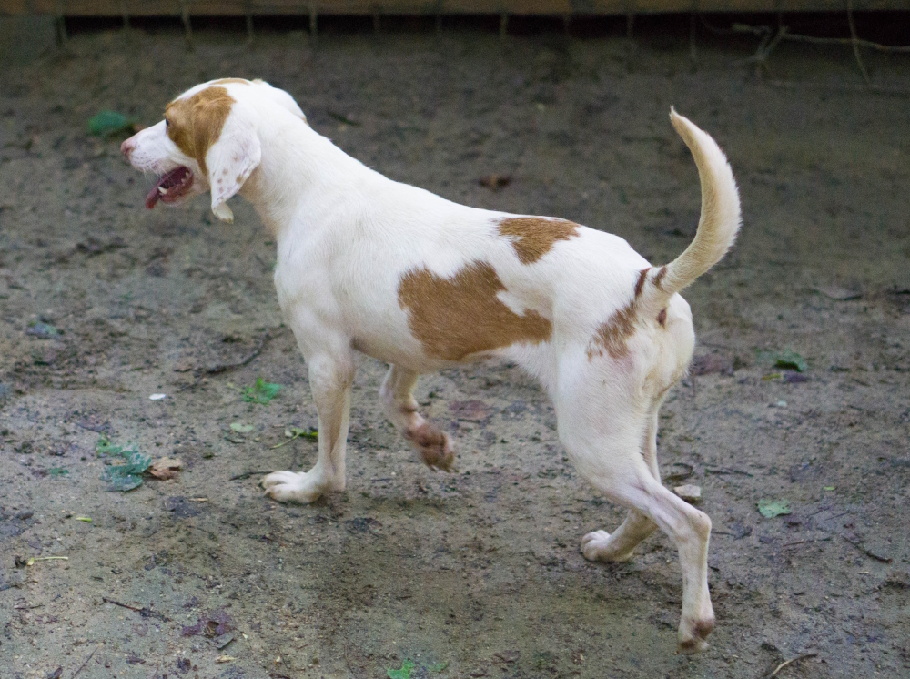 Betsy, Adopted, Young Female Hound.