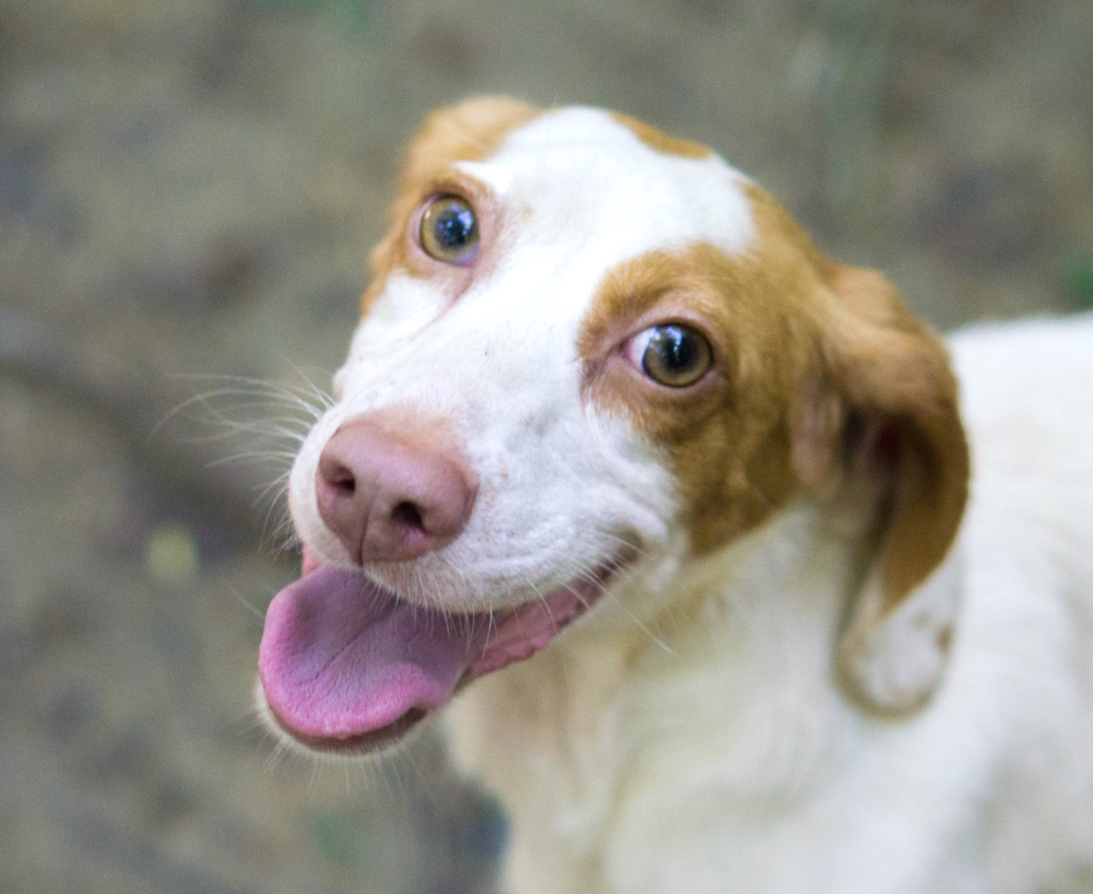 Betsy, a Adopted mixed breed in Reidsville, NC image 2/16