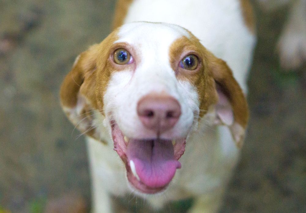 Betsy, a Adopted mixed breed in Reidsville, NC image 3/16