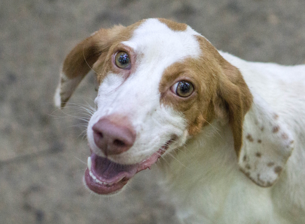 Betsy, a Adopted mixed breed in Reidsville, NC image 4/16