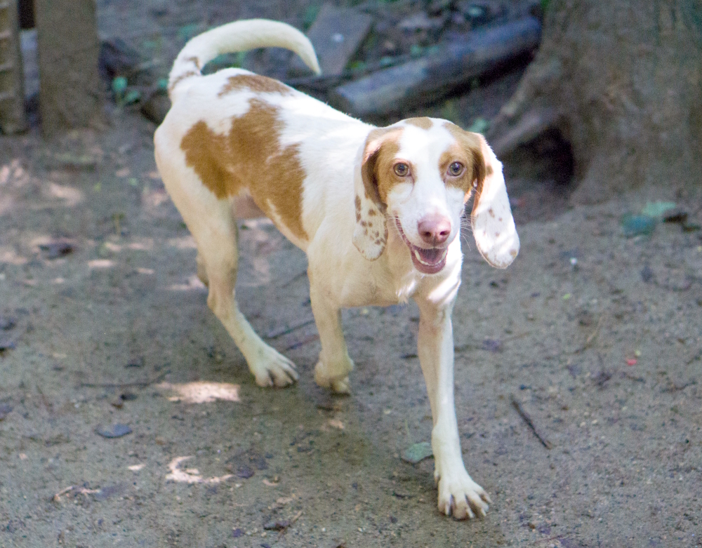 Betsy, a Adopted mixed breed in Reidsville, NC image 5/16