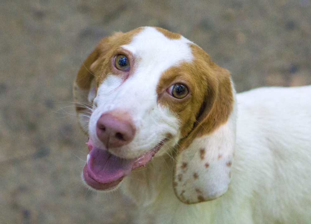 Betsy, a Adopted mixed breed in Reidsville, NC image 6/16