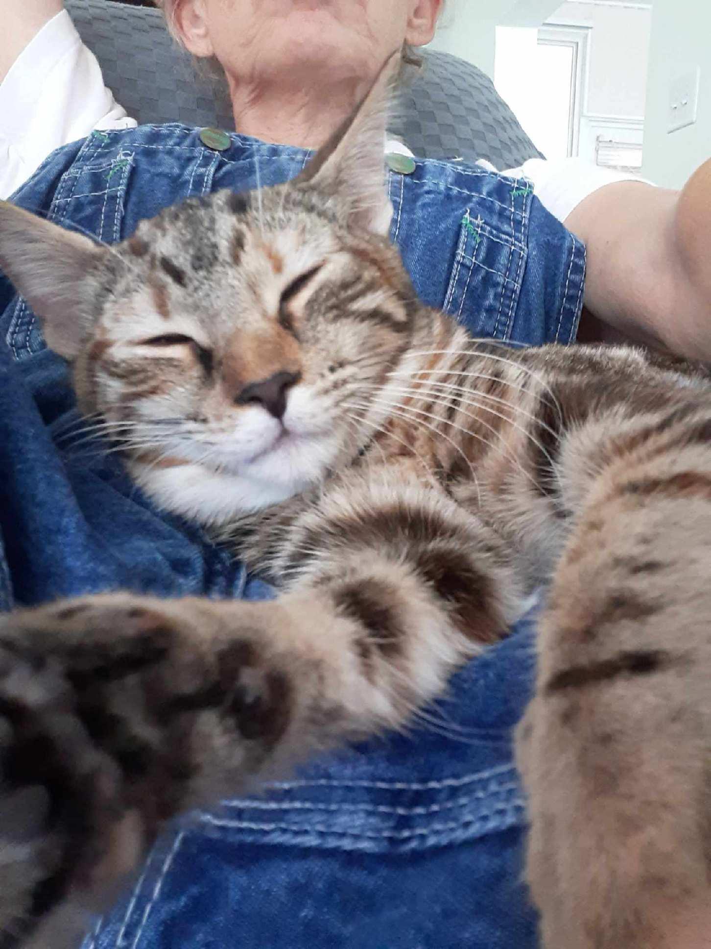 Gypsy, a Adoptable mixed breed in Wimauma, FL image 2/6