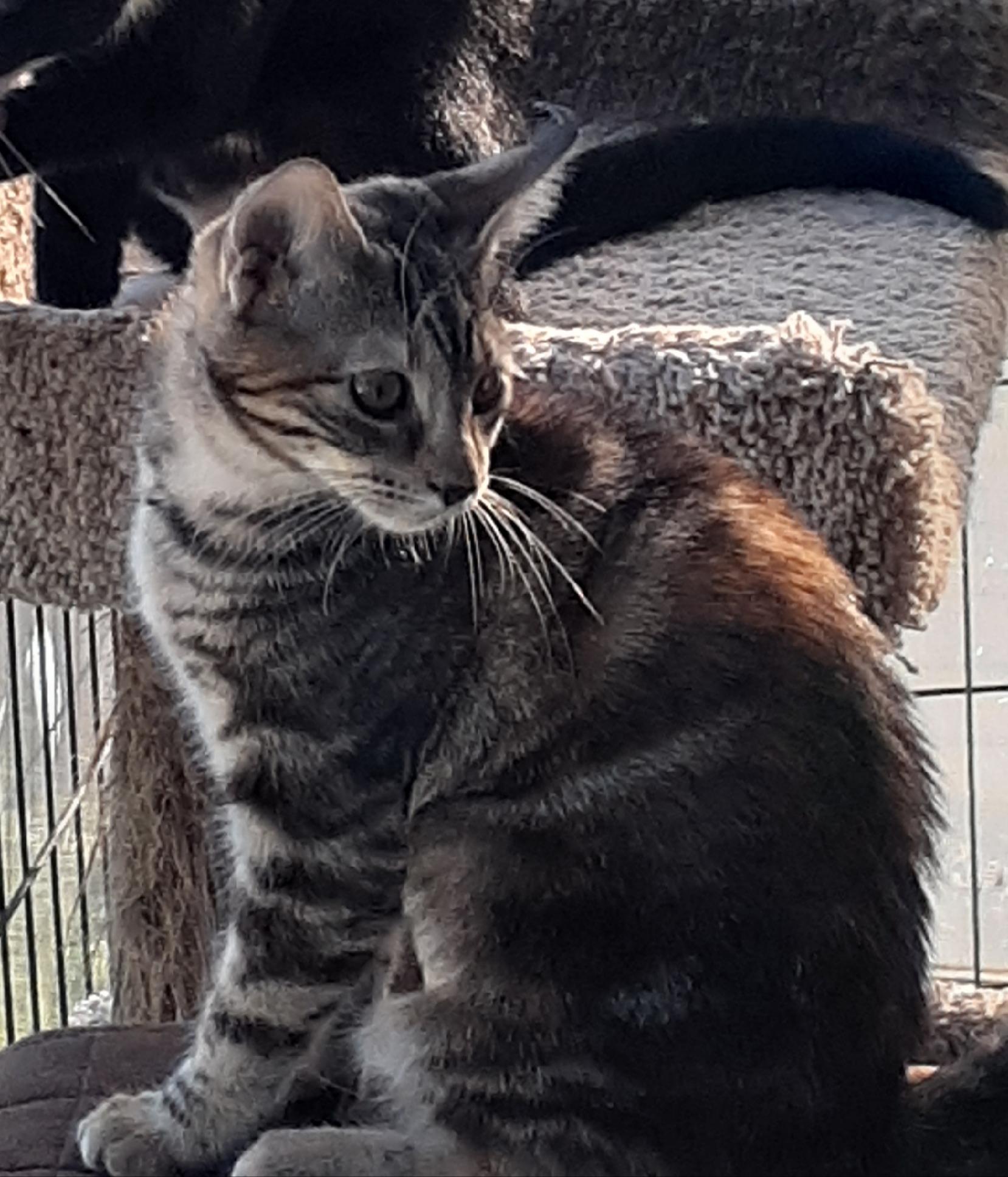 Gypsy, Adoptable, Kitten Female Tabby & Calico.