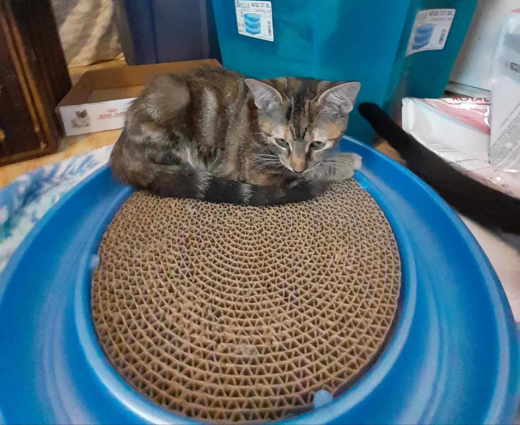 Gypsy, a Adoptable mixed breed in Wimauma, FL image 6/6