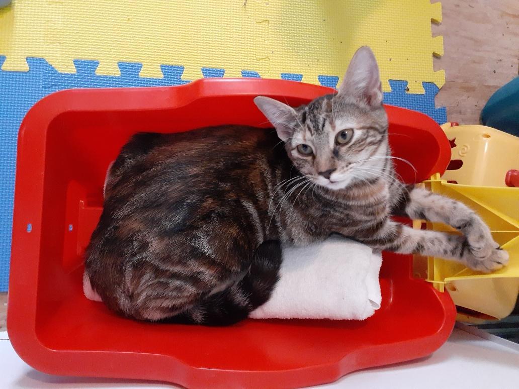 Gypsy, a Adoptable mixed breed in Wimauma, FL image 5/6