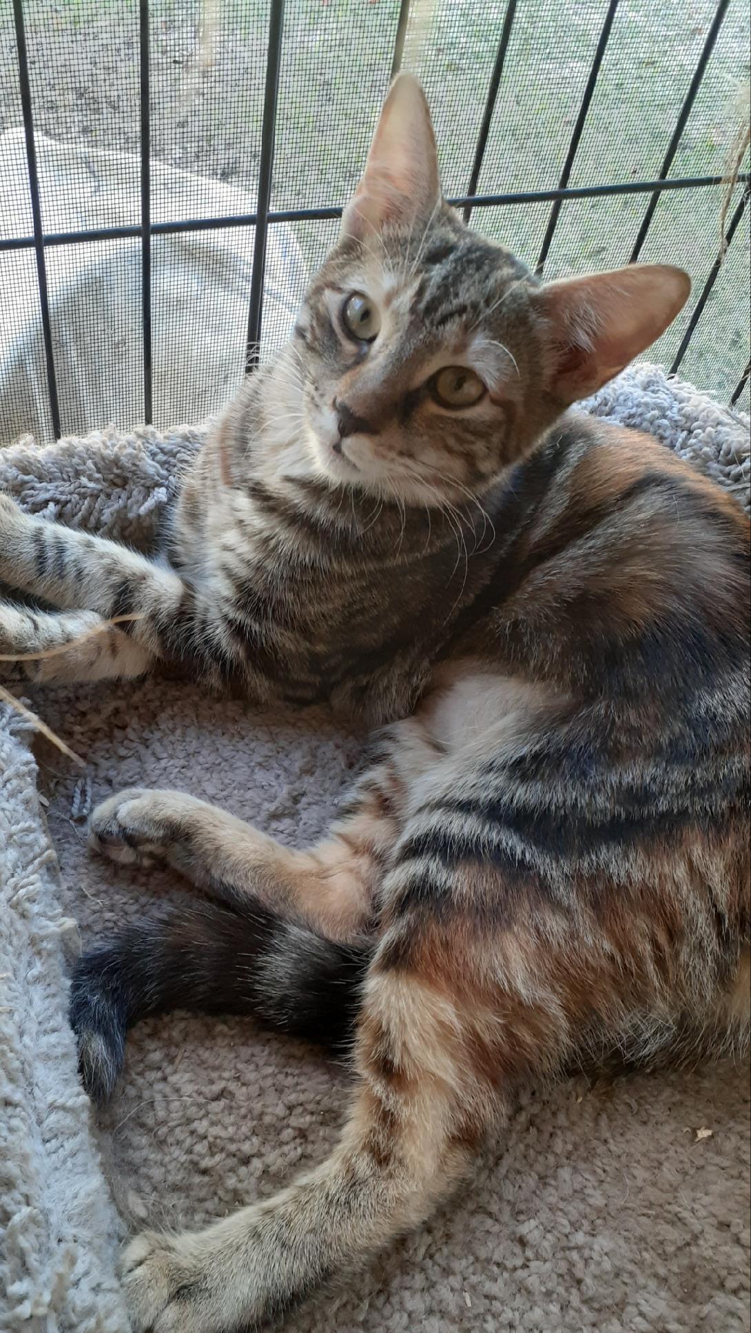 Gypsy, a Adoptable mixed breed in Wimauma, FL image 3/6