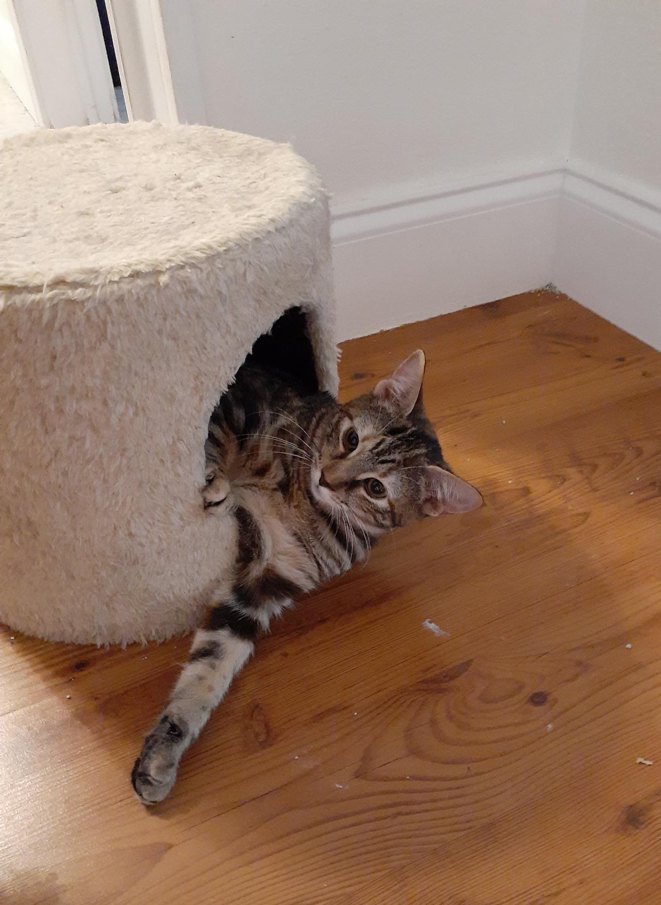 Gypsy, a Adoptable mixed breed in Wimauma, FL image 4/6