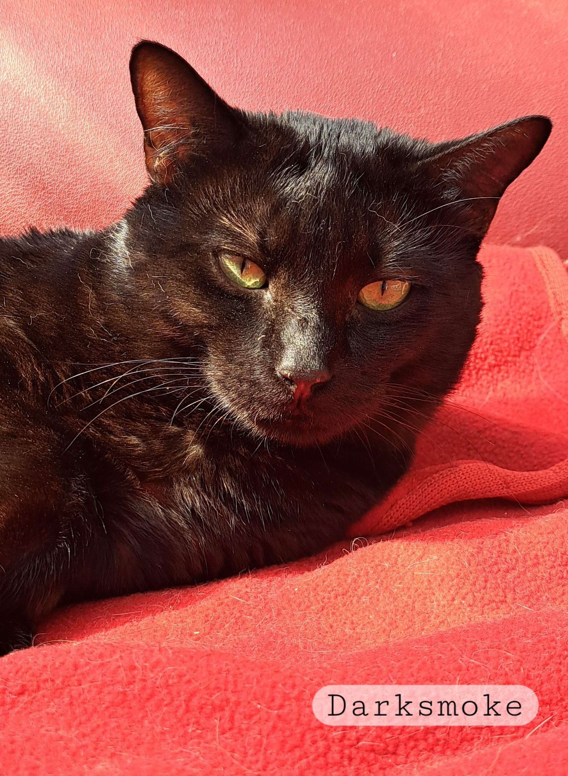 Darksmoke, an adopted Domestic Short Hair in Maple Ridge, BC_image-1