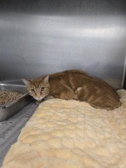 CA 133 Gayle, Adoptable, Young Female Domestic Short Hair.