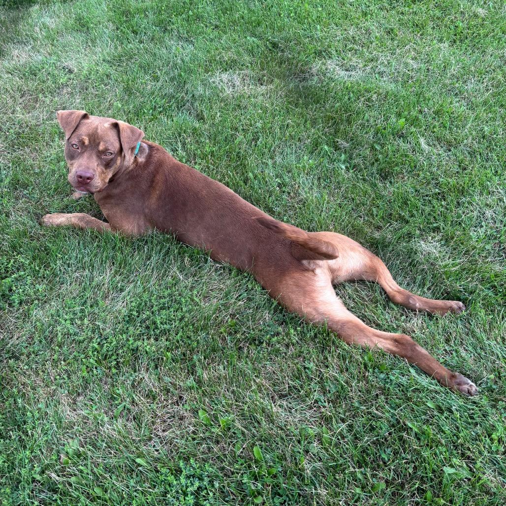 Boudreaux, Adoptable, Young Male Mixed Breed.