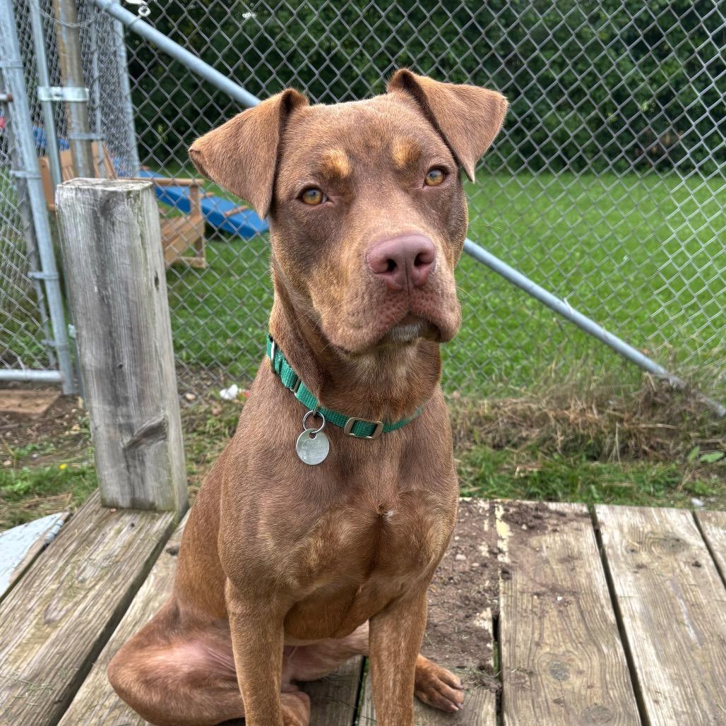 Boudreaux, Adoptable, Young Male Mixed Breed.