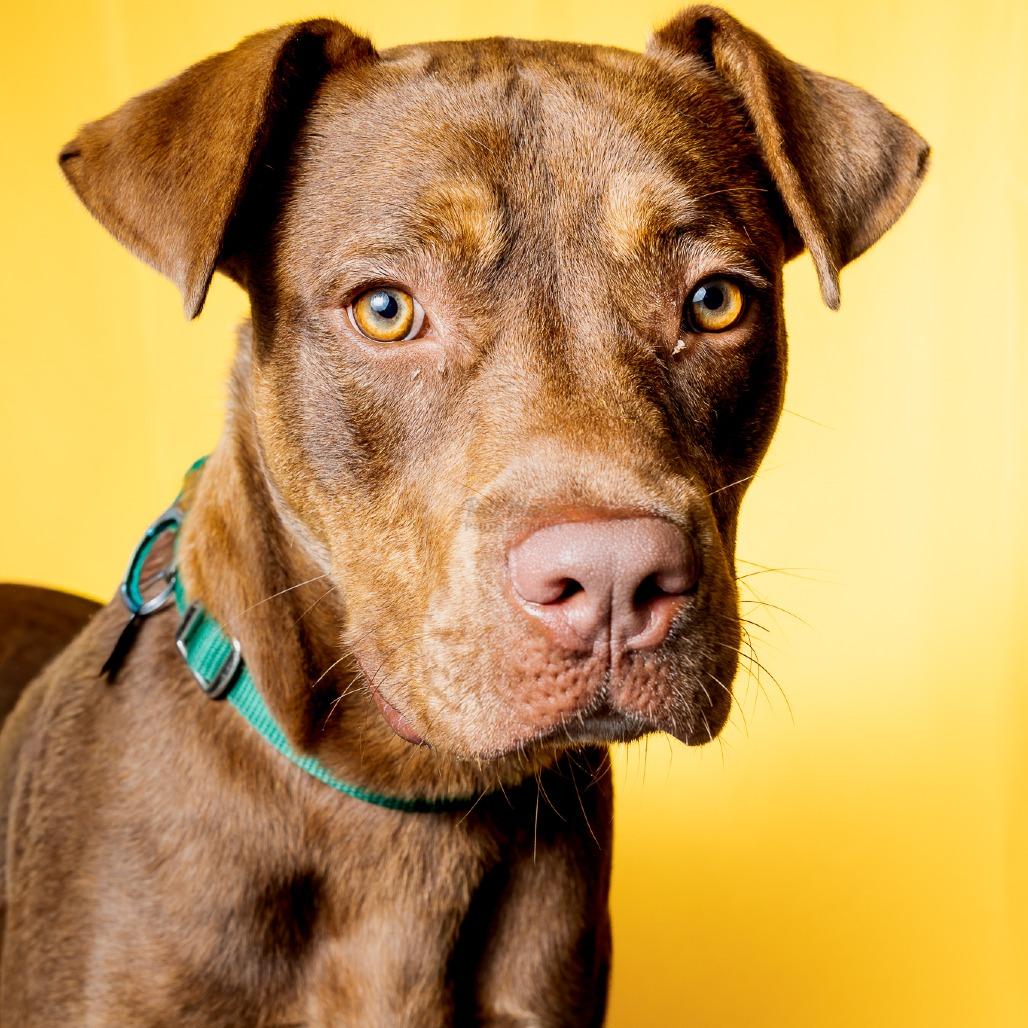 Enlarge Boudreaux, a Adoptable Mixed Breed in Brookfield, WI image 1/6