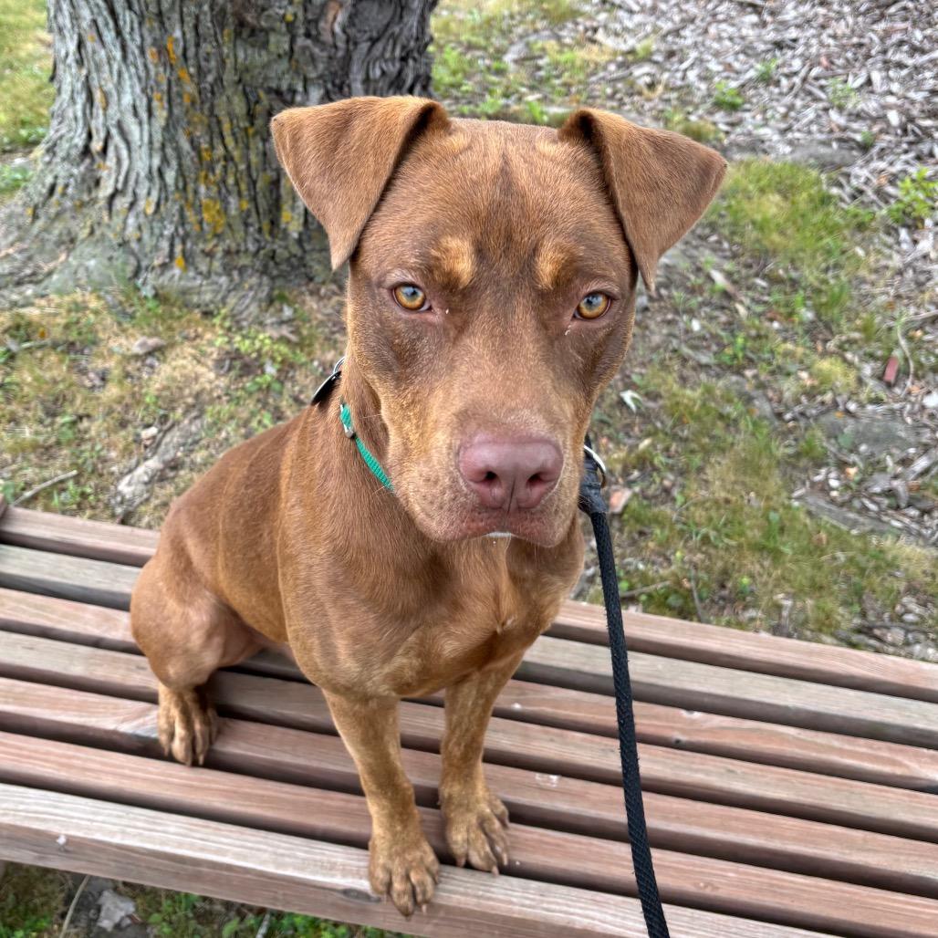 Boudreaux, a Adoptable Mixed Breed in Brookfield, WI image 2/5