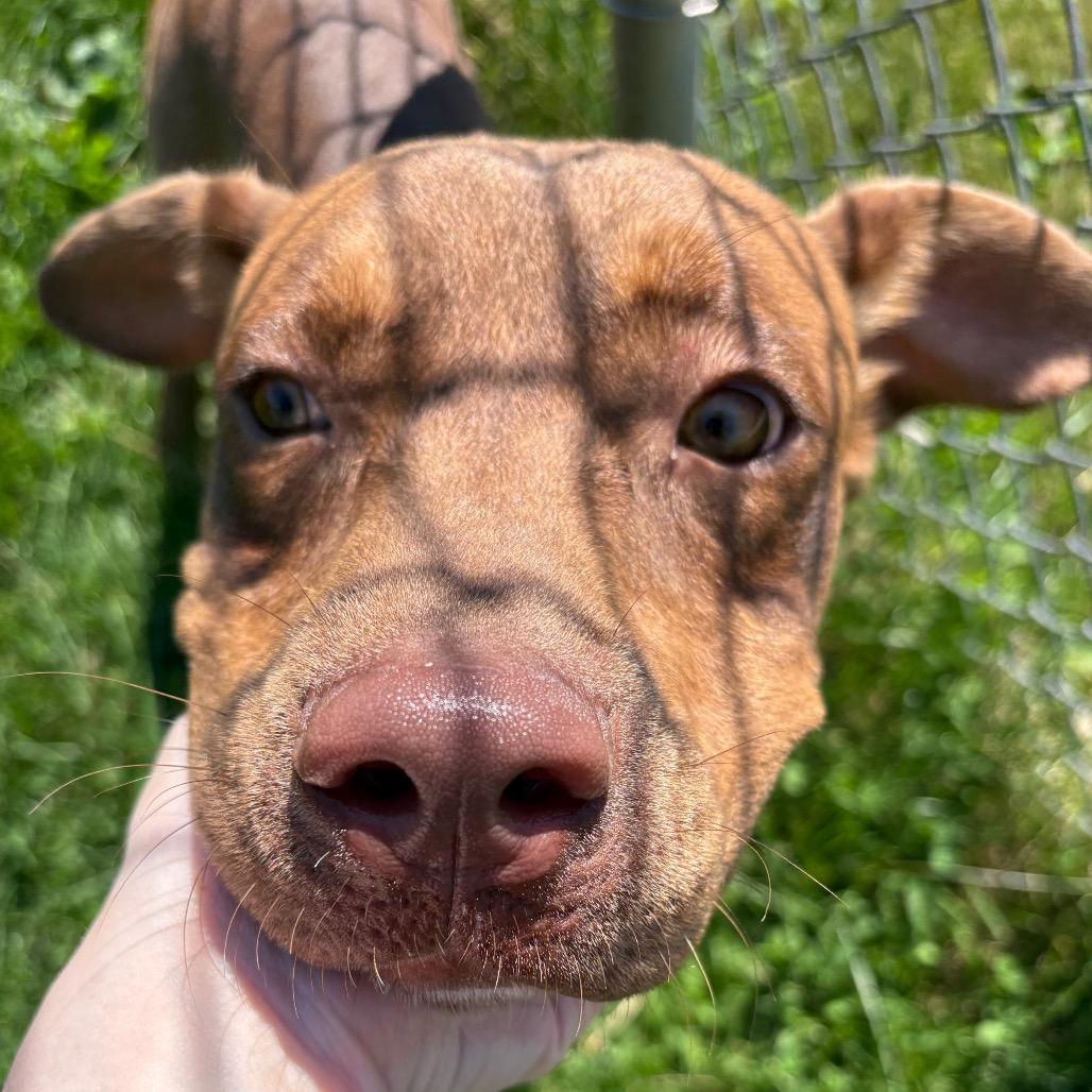 Boudreaux, a Adoptable Mixed Breed in Brookfield, WI image 3/5