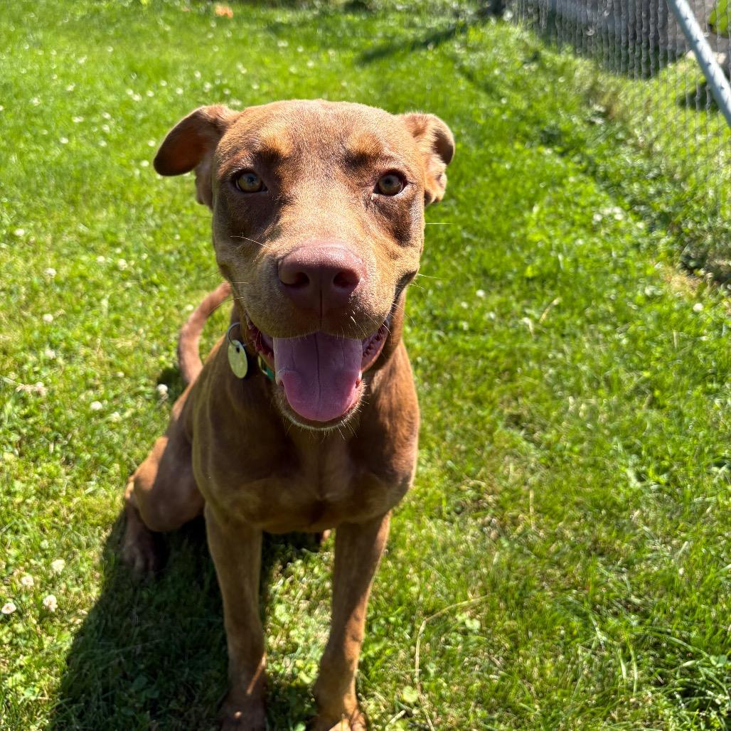 Boudreaux, a Adoptable Mixed Breed in Brookfield, WI image 4/5