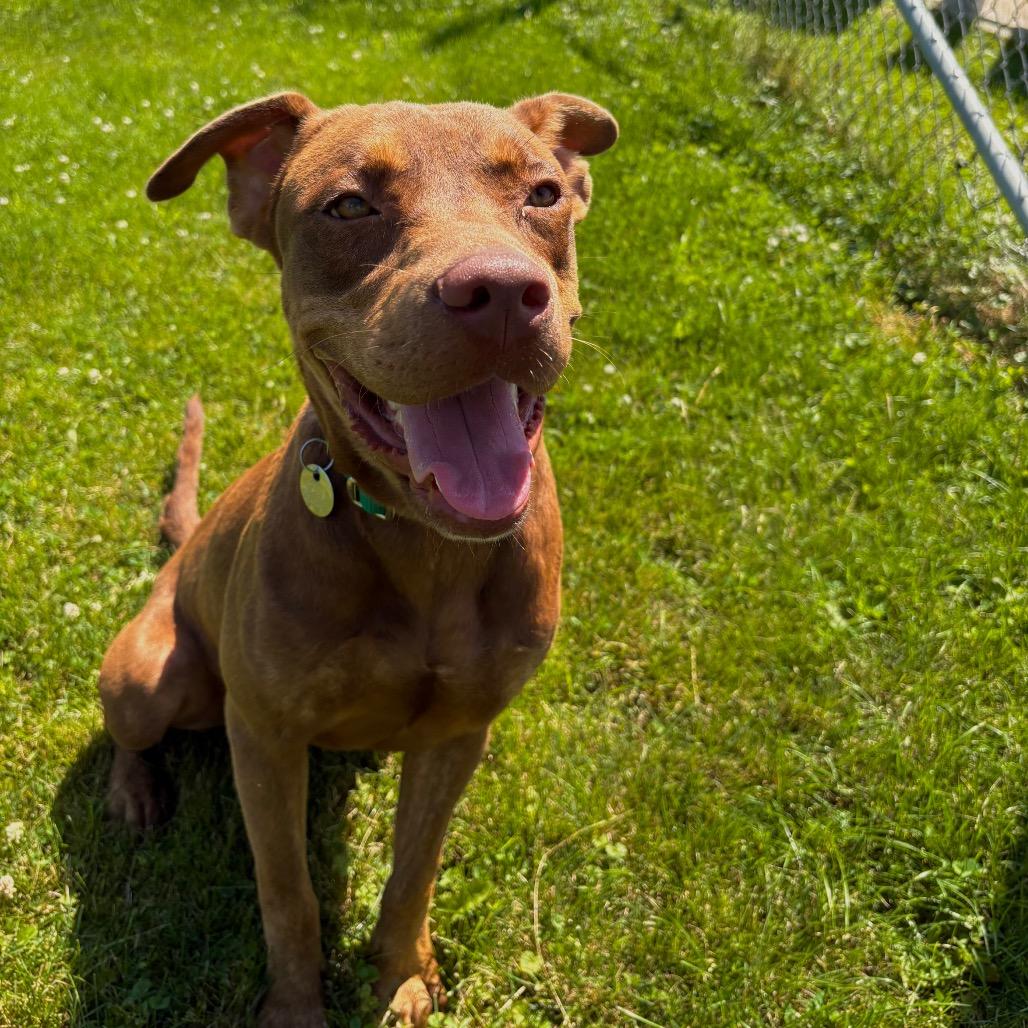 Boudreaux, a Adoptable Mixed Breed in Brookfield, WI image 5/5