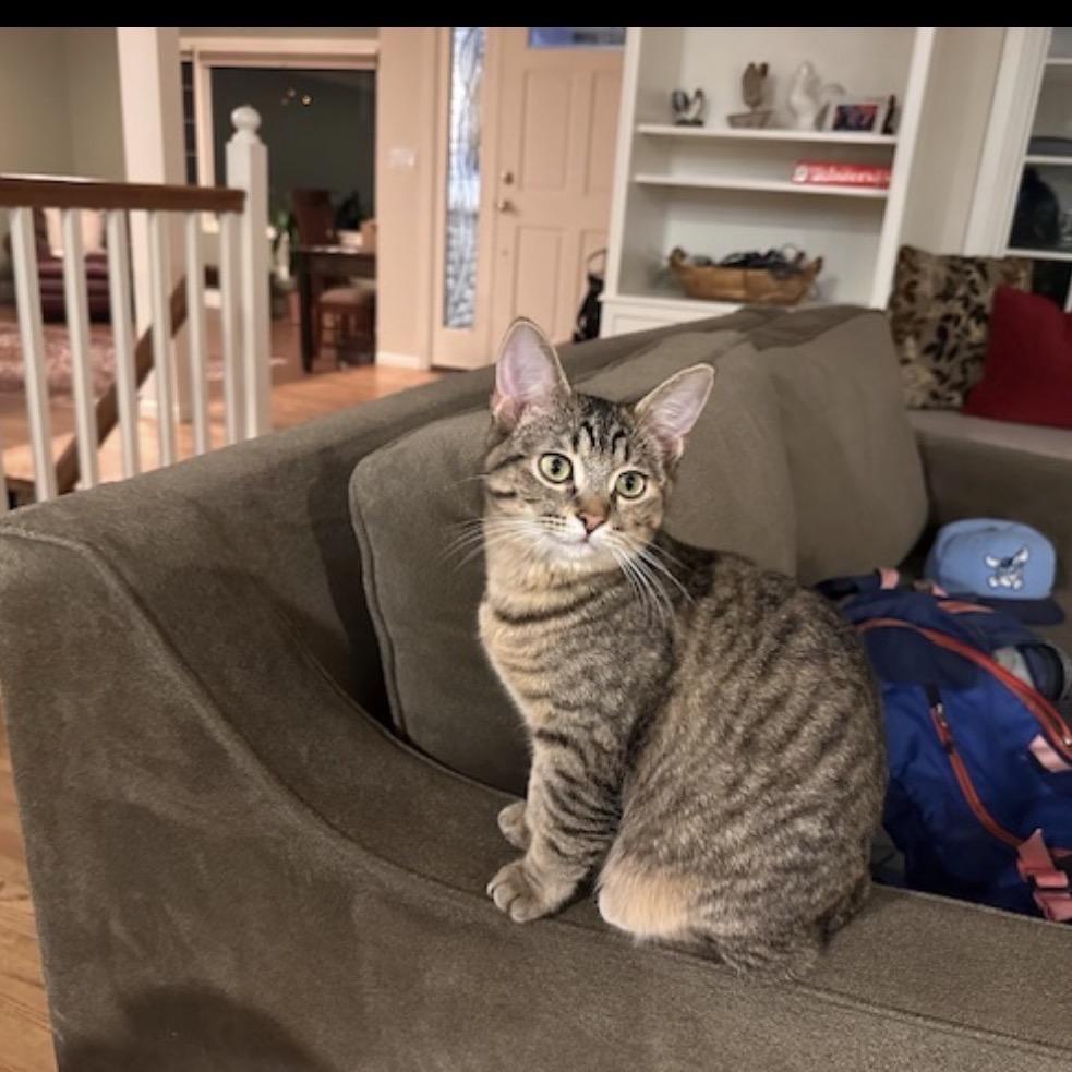 Rose, Adoptable, Young Female Domestic Short Hair.