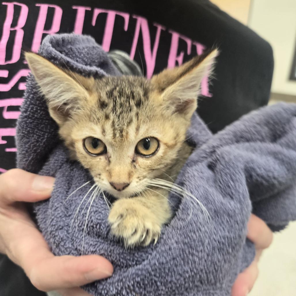 Enlarge Rose, a Adoptable Domestic Short Hair in Ashland, OR image 2/3