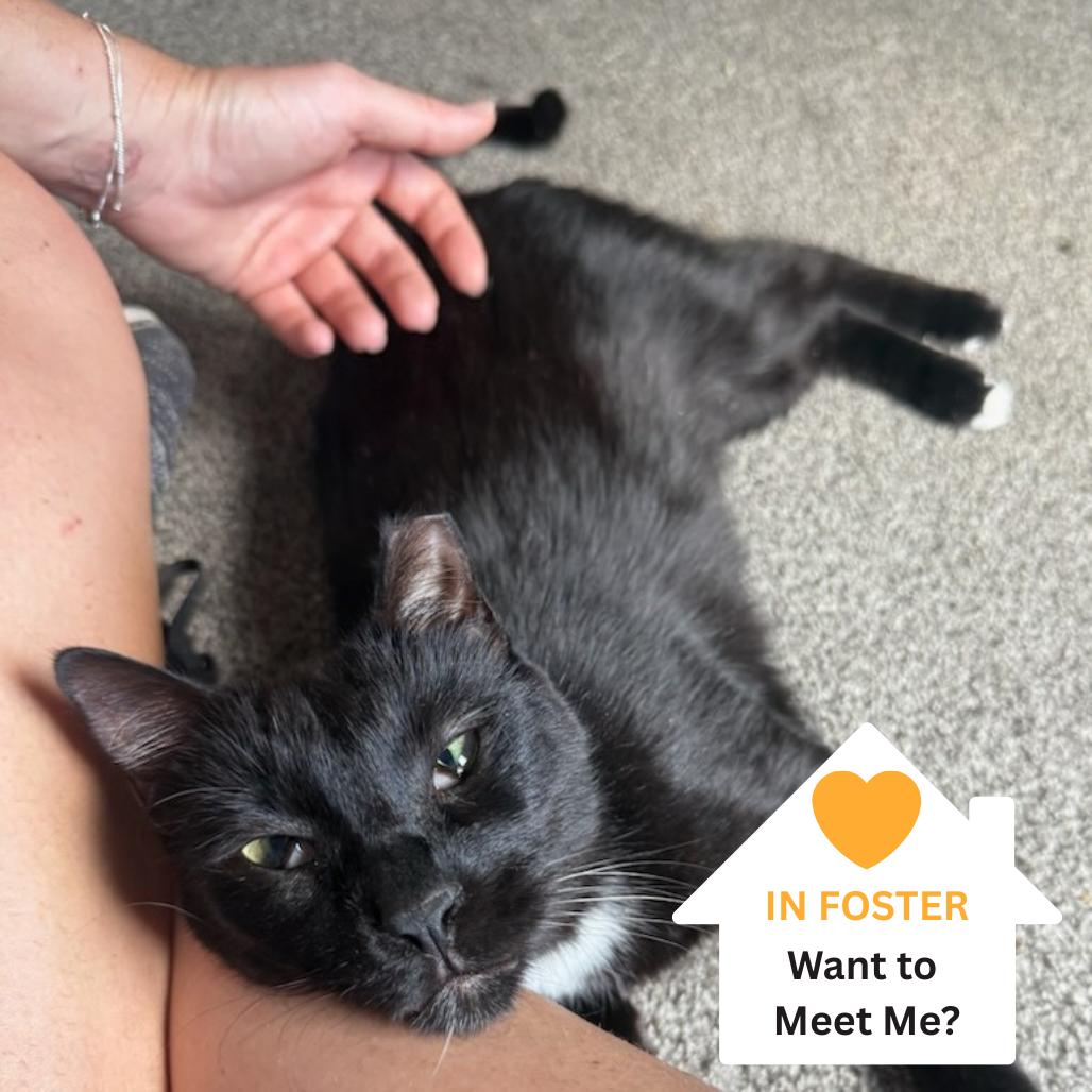 Enlarge Toad, a Adoptable Domestic Short Hair in Salt Lake City, UT image 1/6