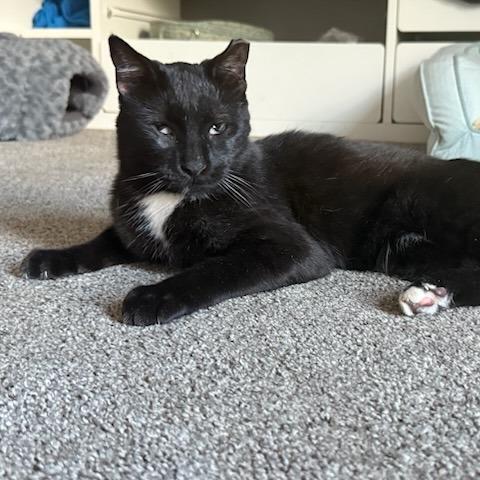 Enlarge Toad, a Adoptable Domestic Short Hair in Salt Lake City, UT image 2/6