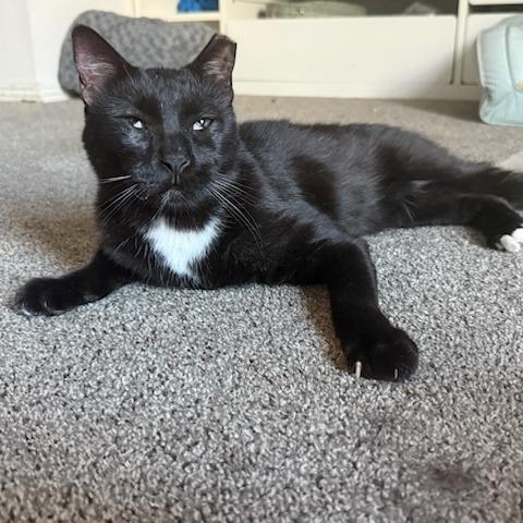 Enlarge Toad, a Adoptable Domestic Short Hair in Salt Lake City, UT image 3/6