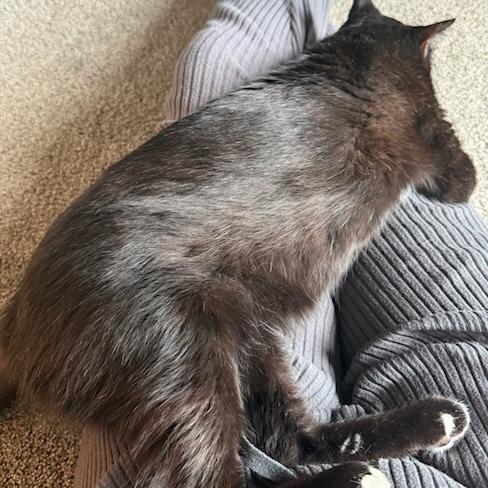 Enlarge Toad, a Adoptable Domestic Short Hair in Salt Lake City, UT image 4/6